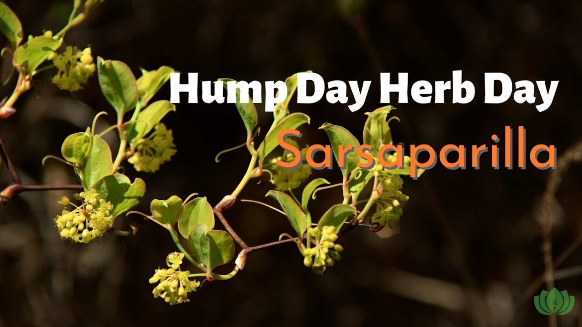 Heal Joint Pain and Arthritis with Sarsaparilla