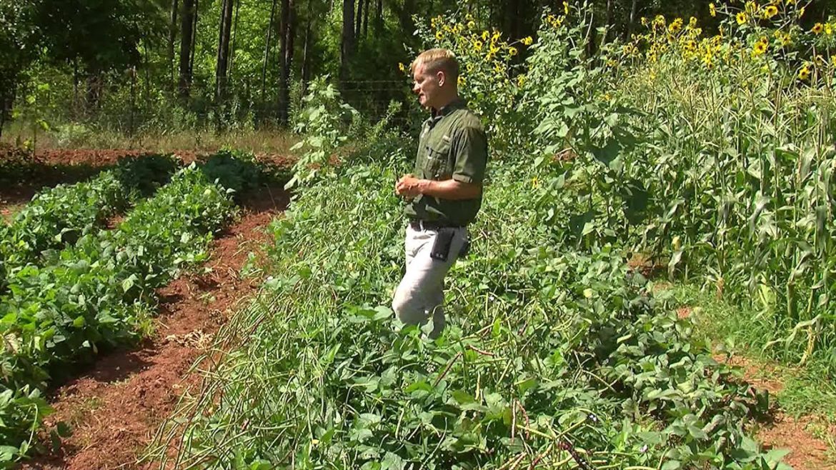 Backyard Basics- Vegetable Gardening
