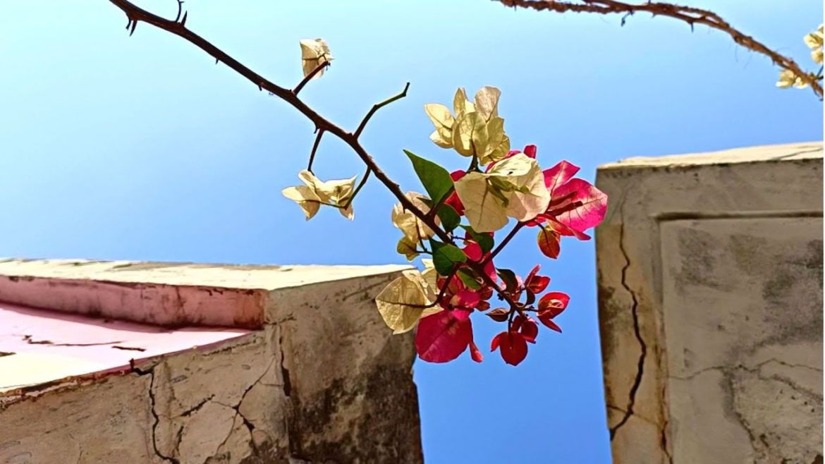 I did a “HUGE MISTAKE” with my BOUGAINVILLEA I did a "HUGE MISTAKE" with my BOUGAINVILLEA