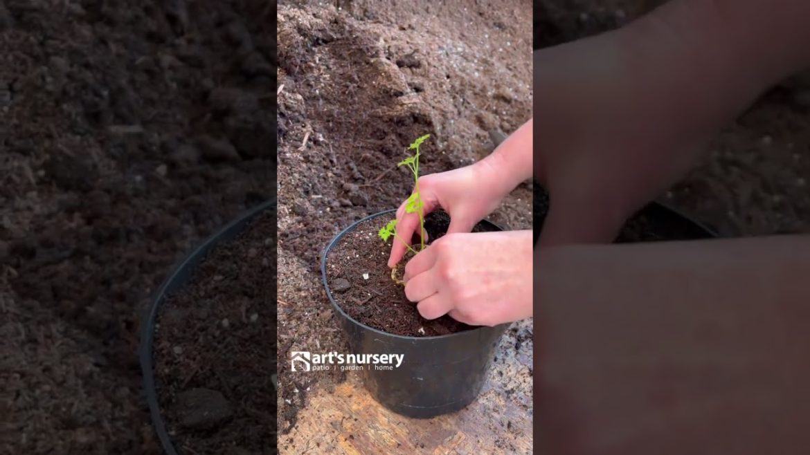 Gardening Hack: Use A Citrus Peel to Start Seeds