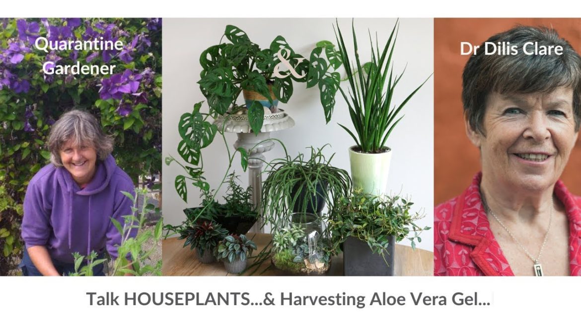 Dr Dílis Clare & The Quarantine Gardener team up to talk house plants & Aloe Vera Gel Care