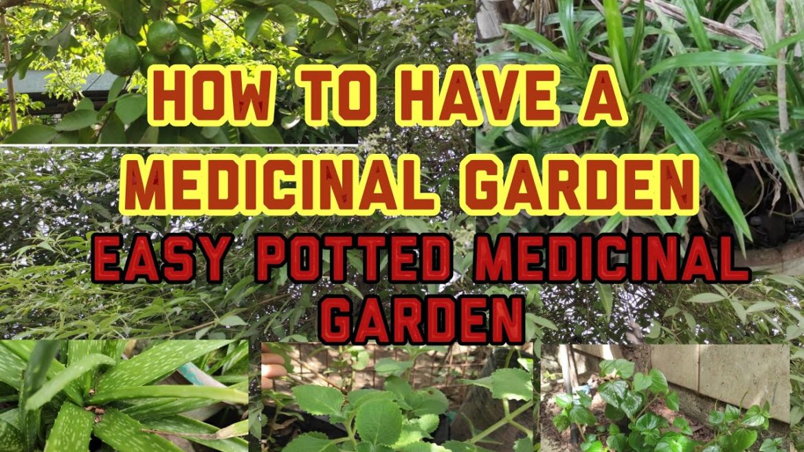 How to have a herbal garden, Tips on planting medicinal Plants