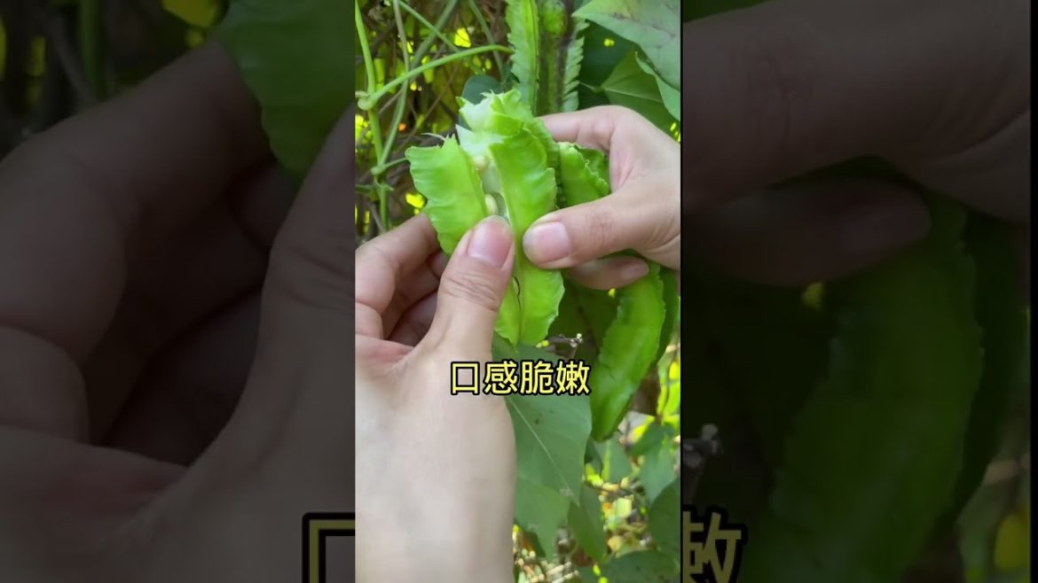 how to growth vegetable /gardening ideas for home