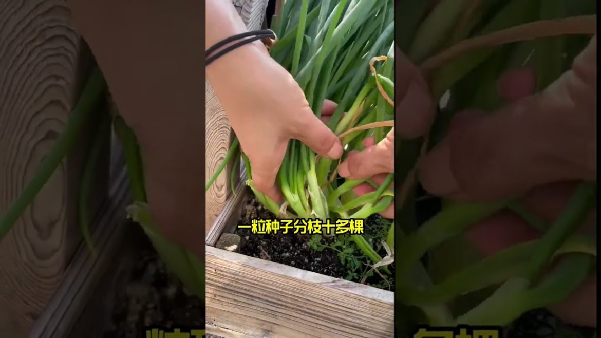 how to growth vegetable /gardening ideas for home how to growth vegetable /gardening ideas for home