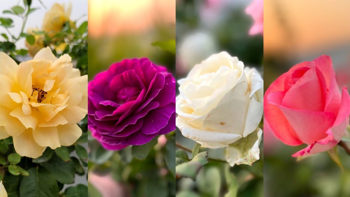 How to Grow Roses from Cuttings | Rose Garden | Tips for Healthy Roses | Rose Propagation | RMG How to Grow Roses from Cuttings | Rose Garden | Tips for Healthy Roses | Rose Propagation | RMG