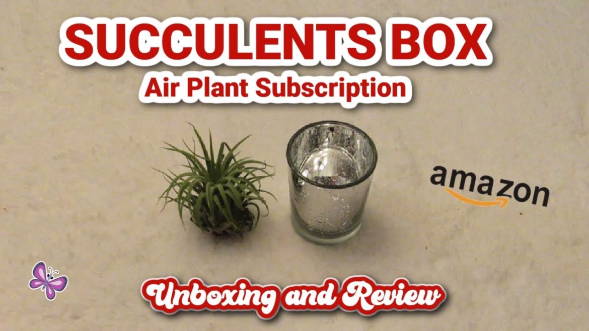 SUCCULENTS Box AIR PLANT Subscription Box from AMAZON!