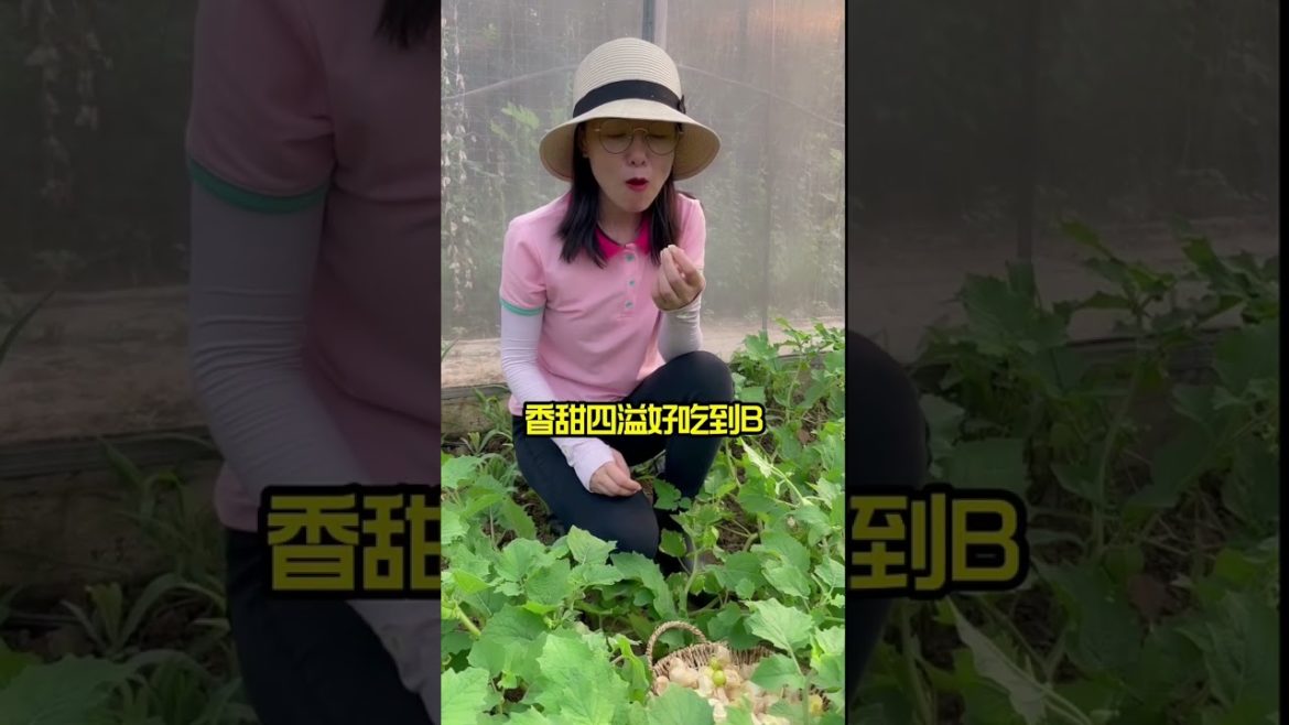 how to growth vegetable /gardening ideas for home how to growth vegetable /gardening ideas for home