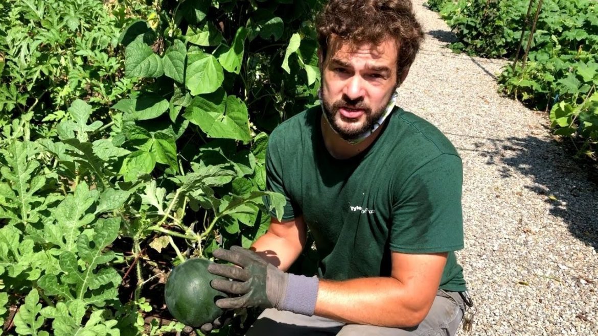 9.15.20 Tuesday Garden Tips with Ben