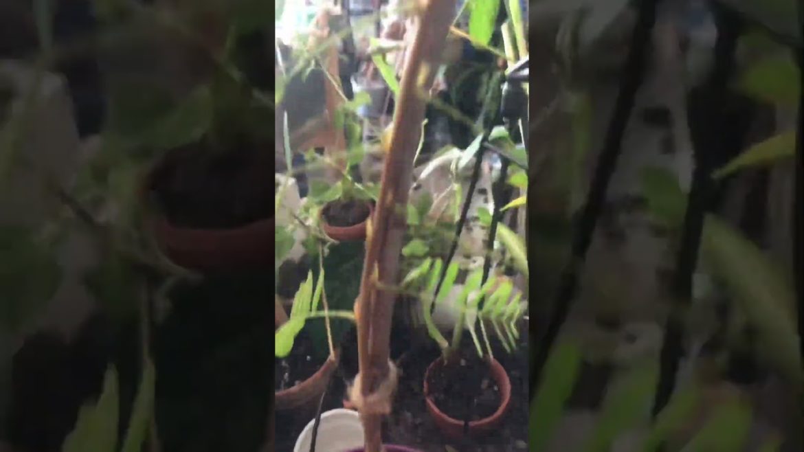 #tamarind #shortvideo #tree #trending #viral #garden #gardentastic #shorts