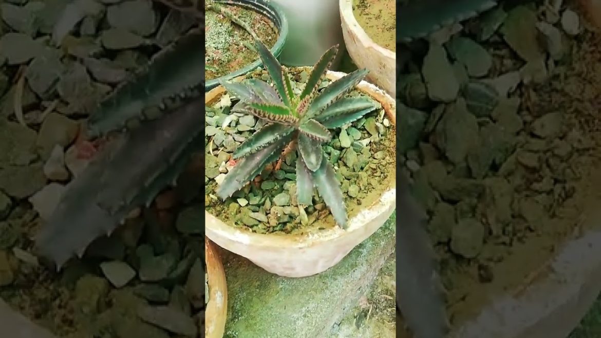 My Small Beautiful Home Garden Raining In My Backyard #shorts #garden