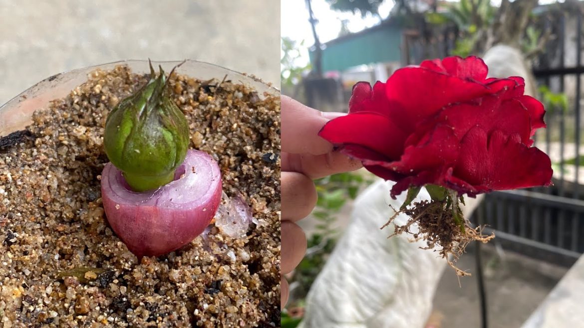 How to grow roses from buds | Tips for growing roses with flower buds How to grow roses from buds | Tips for growing roses with flower buds