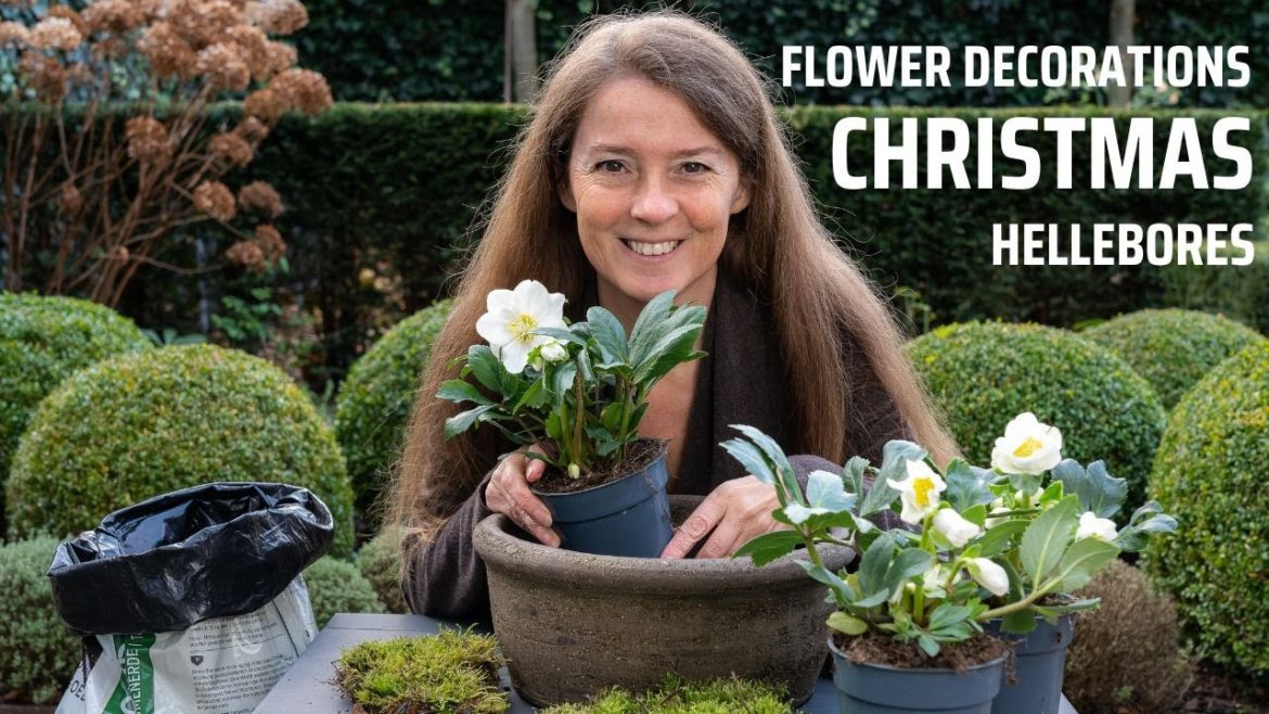 Christmas flowers decorations - Ep1 Hellebores