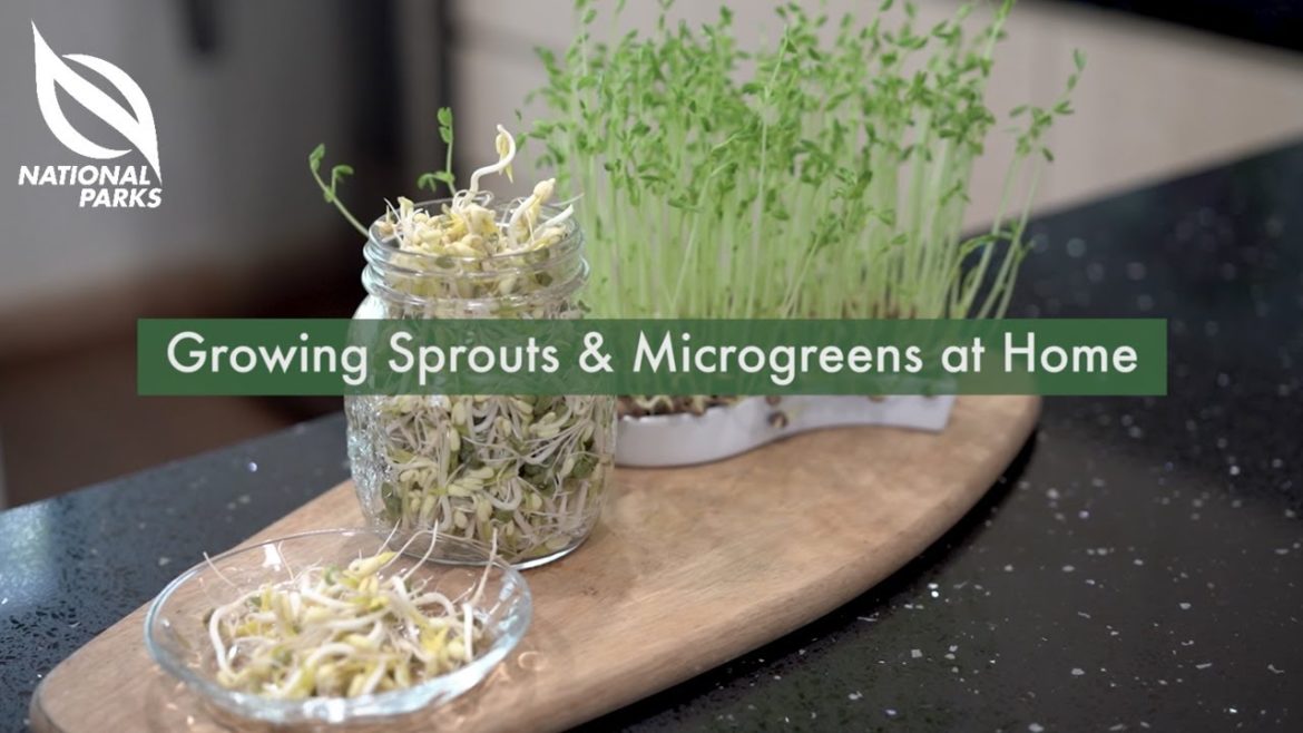 Growing Sprouts and Microgreens at Home | Gardeners' Day Out Growing Sprouts and Microgreens at Home | Gardeners' Day Out
