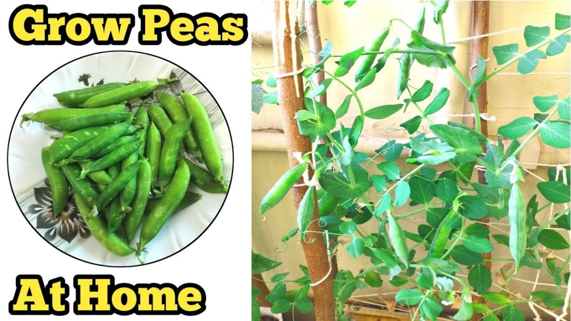 How to grow peas at Home || Ghar Par Matar Kaise Ugaye