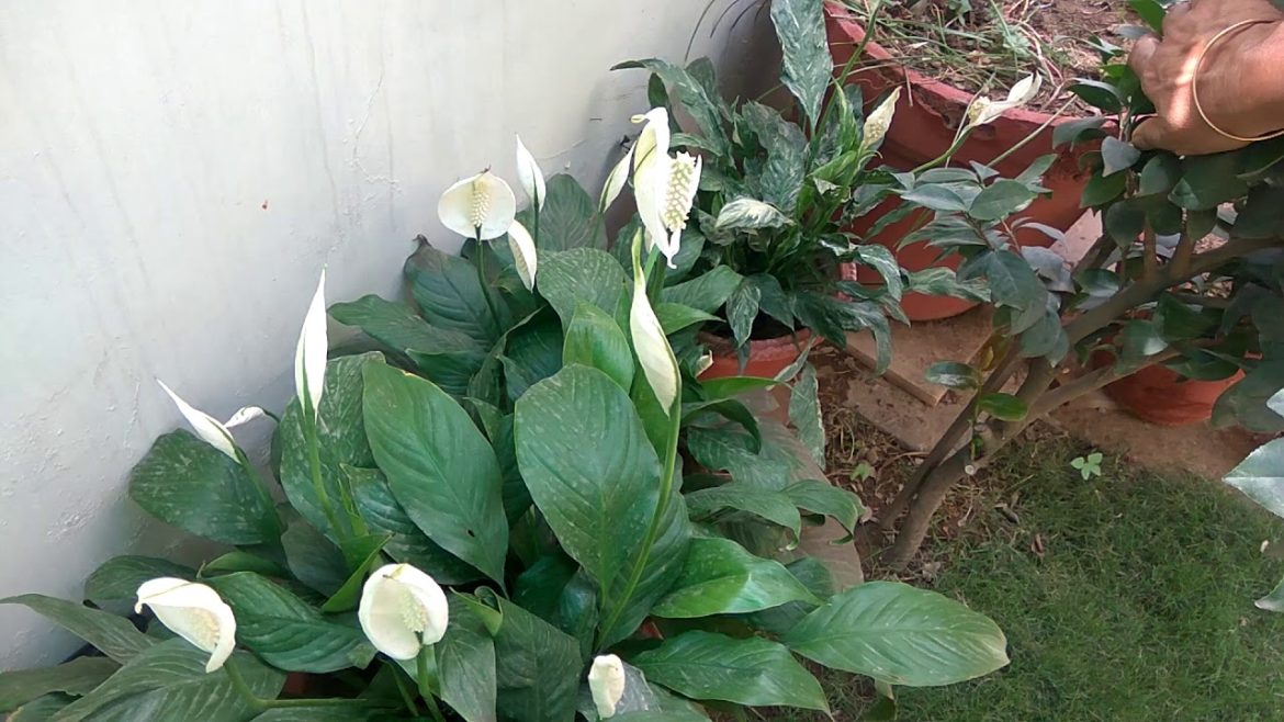 Peace Lily in full bloom- Mita Bishnoi Garden tips