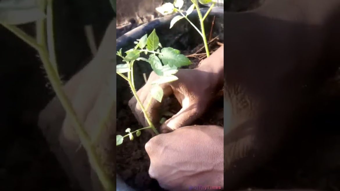 Method One: Preparing Soil For Abundant Tomatoes & Vegetables. #short #shorts #easy #diy #athome