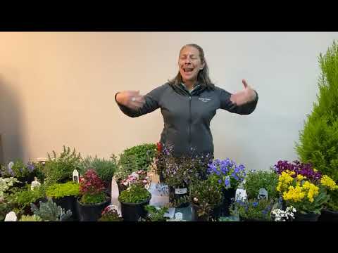 Ground Covers, Creepers & Cascading Perennials in Your Landscape and Garden Ground Covers, Creepers & Cascading Perennials in Your Landscape and Garden