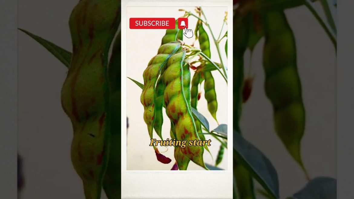 #shorts#Gardening Tips & Techniques at Home#Garden Ideas Care & Growing Plants at Home