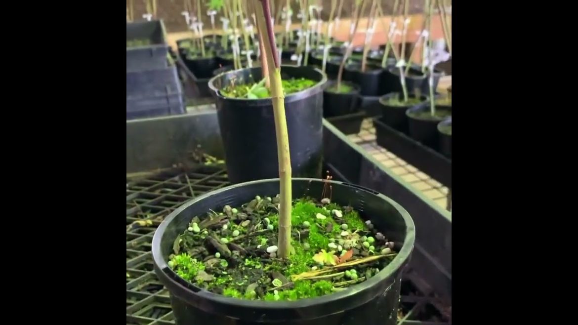 Flower plant grafting tips #Shorts #grafting #gardeningtips