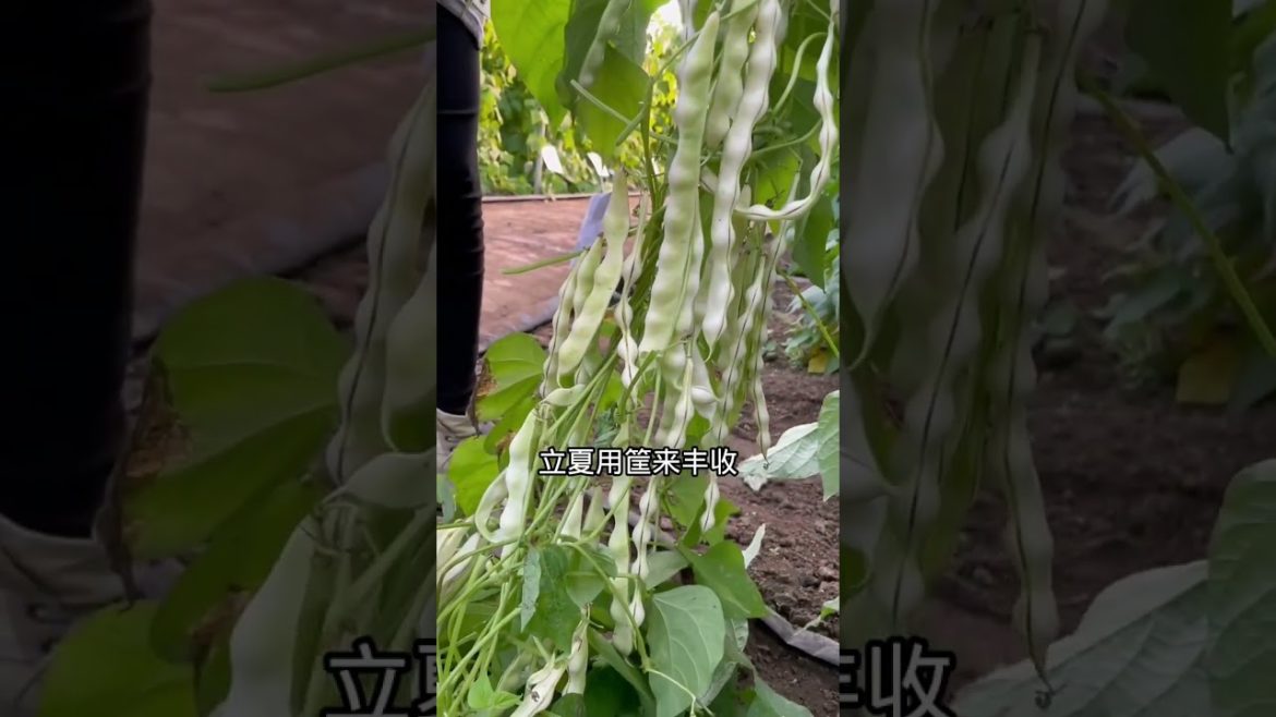 how to growth vegetable /gardening ideas for home