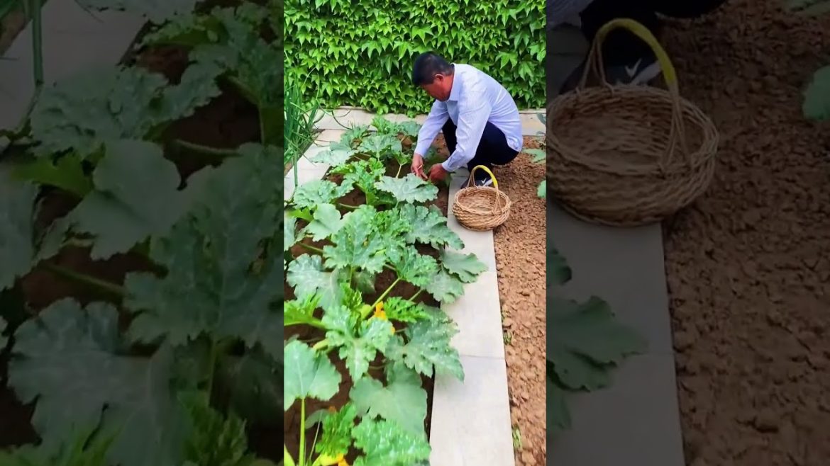 how to growth vegetable /gardening ideas for home