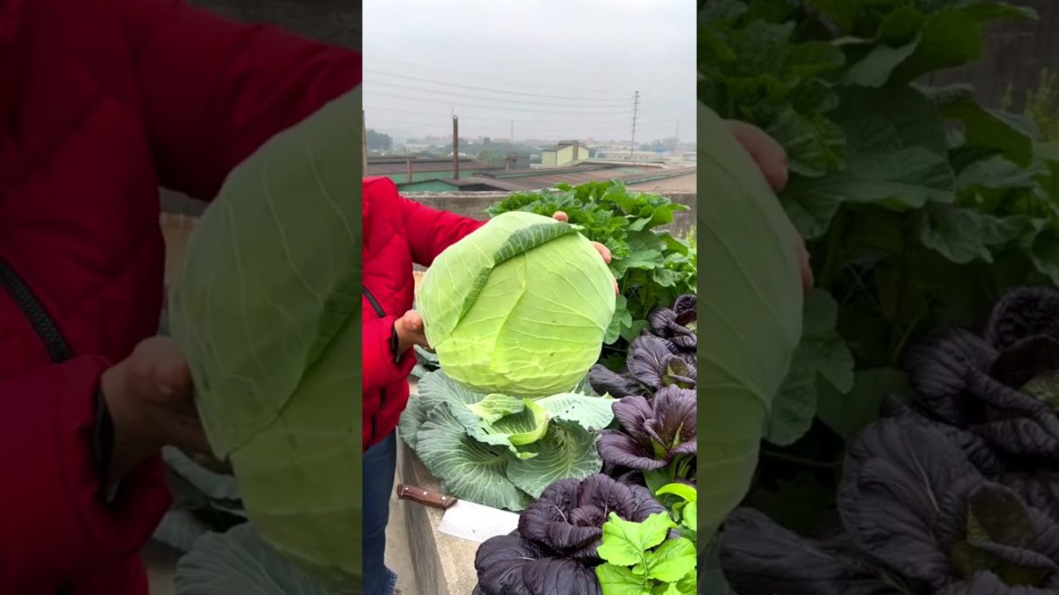 Harvest cabbage on the rooftop garden