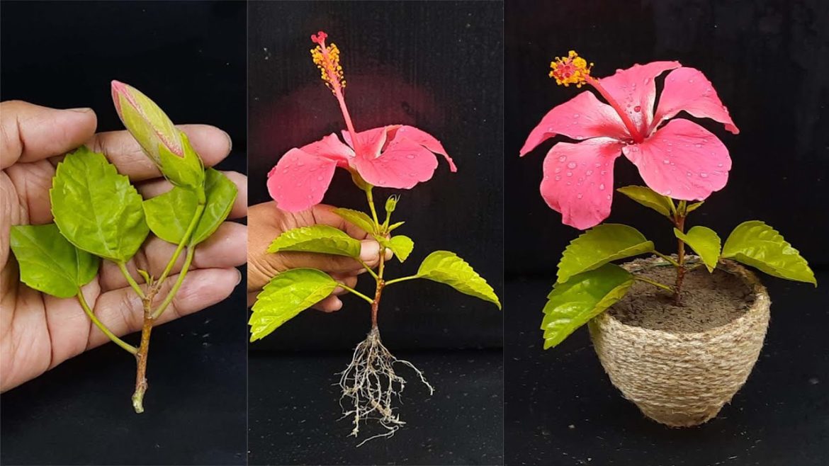 Easiest way to grow Hibiscus from cutting, Grow plants from cutting