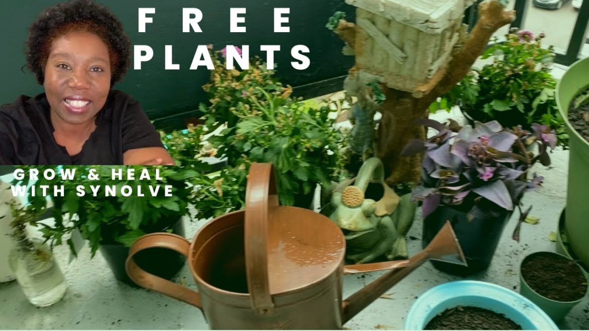 FREE Plants! Plant Rescue & Organizing My Plants on My Balcony FREE Plants! Plant Rescue & Organizing My Plants on My Balcony