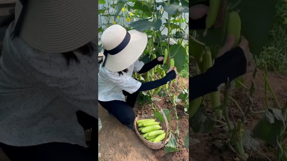 how to growth vegetable /gardening ideas for home