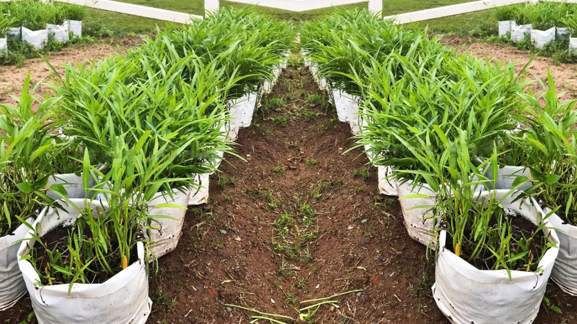 Growth Water Spinach in Recycle Container - The Villager