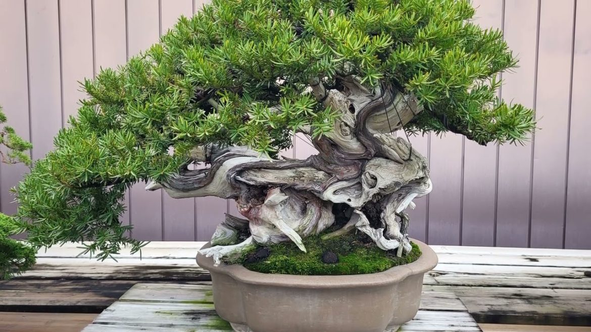 Japanese bonsai garden part 3