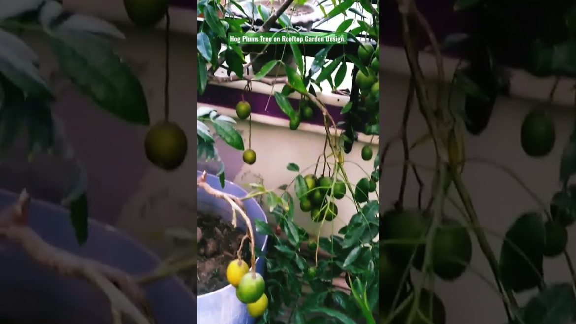 Hog Plums Tree on Rooftop Garden Design. #shorts #share #subscribe #status.