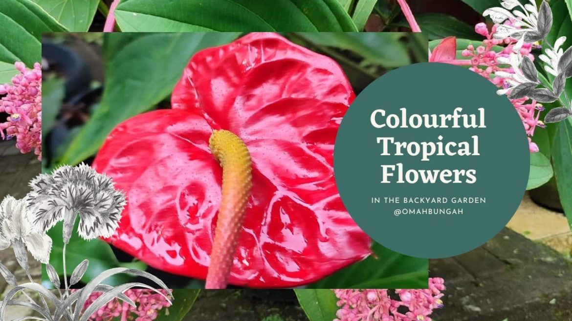 Colorful tropical flowers in the backyard garden