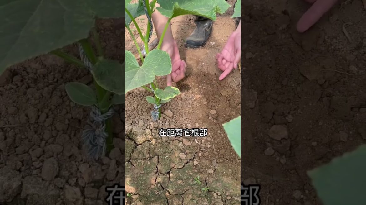 how to growth vegetable /gardening ideas for home