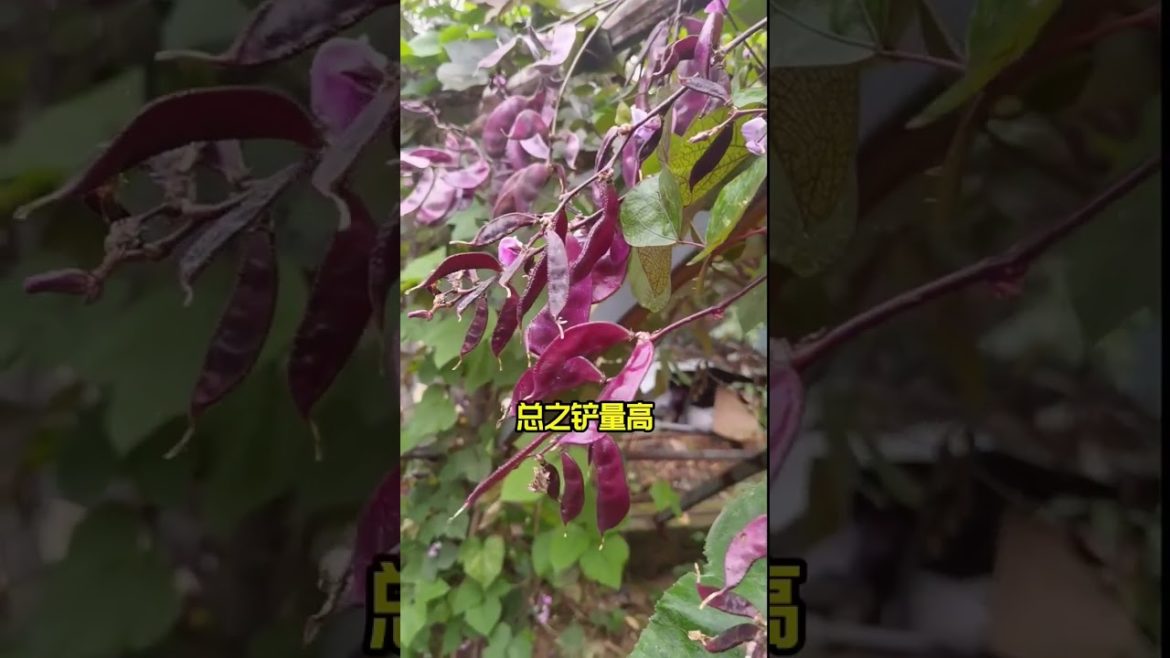 how to growth vegetable /gardening ideas for home how to growth vegetable /gardening ideas for home