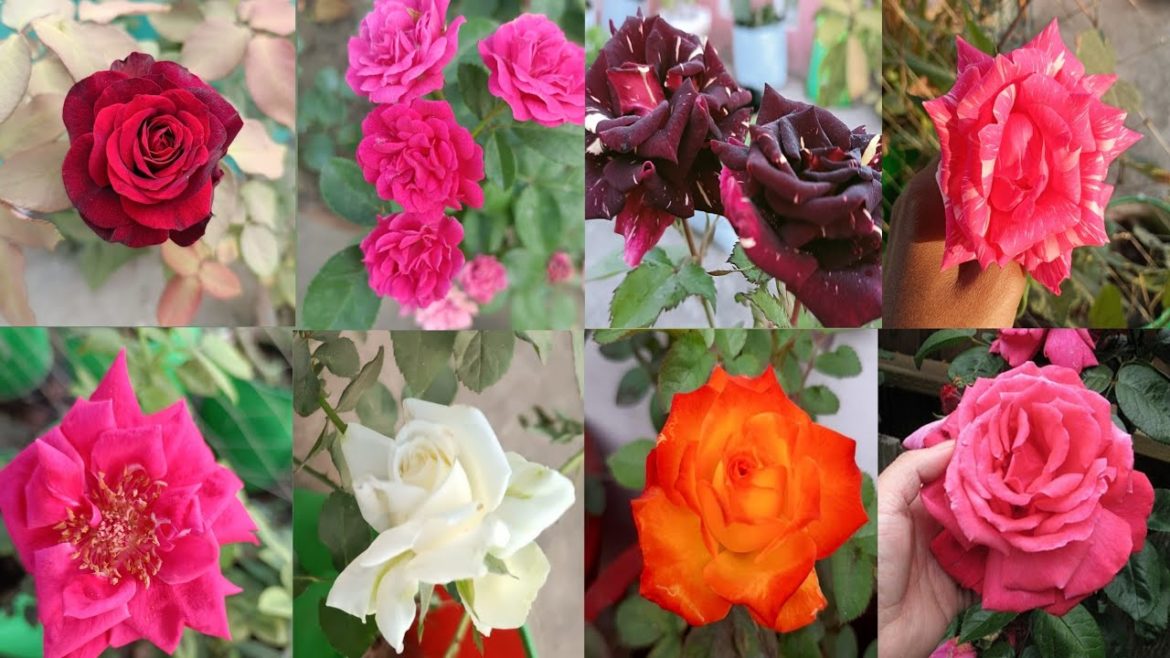 TOP 5 ROSE GARDENING SECRET TIPS!! Rose fertilizer and care tips!!