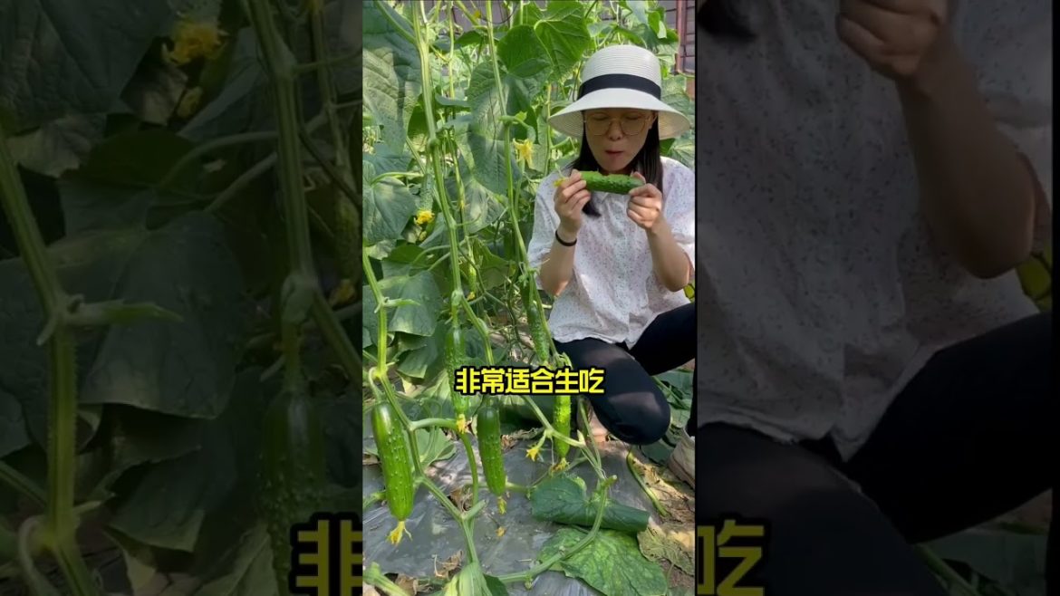 how to growth vegetable /gardening ideas for home how to growth vegetable /gardening ideas for home