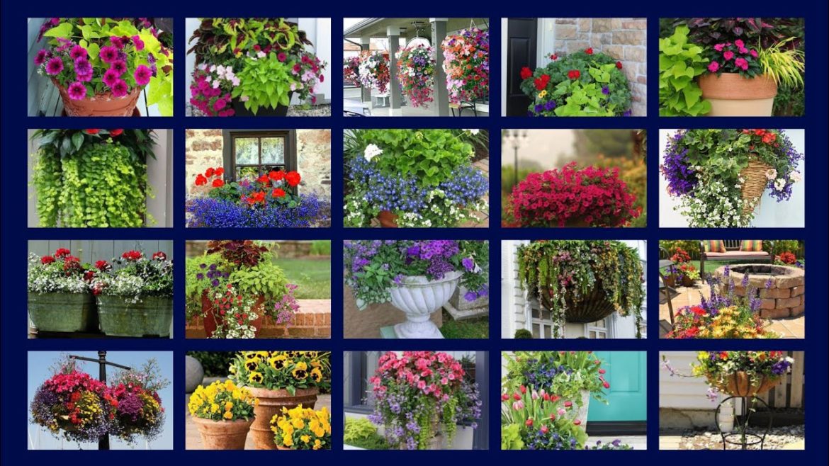 100+ lovely pots plants garden ideas // small container colourful plants design// #decorlife #garden