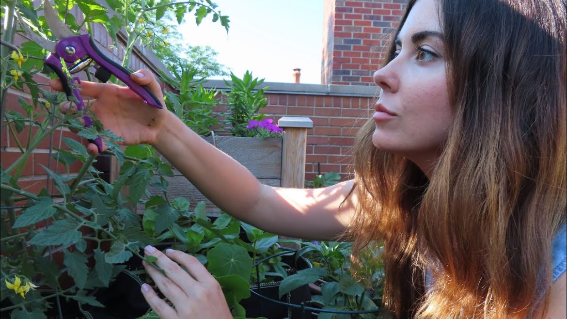 Pruning Tomato Plants In Containers | Container Gardening