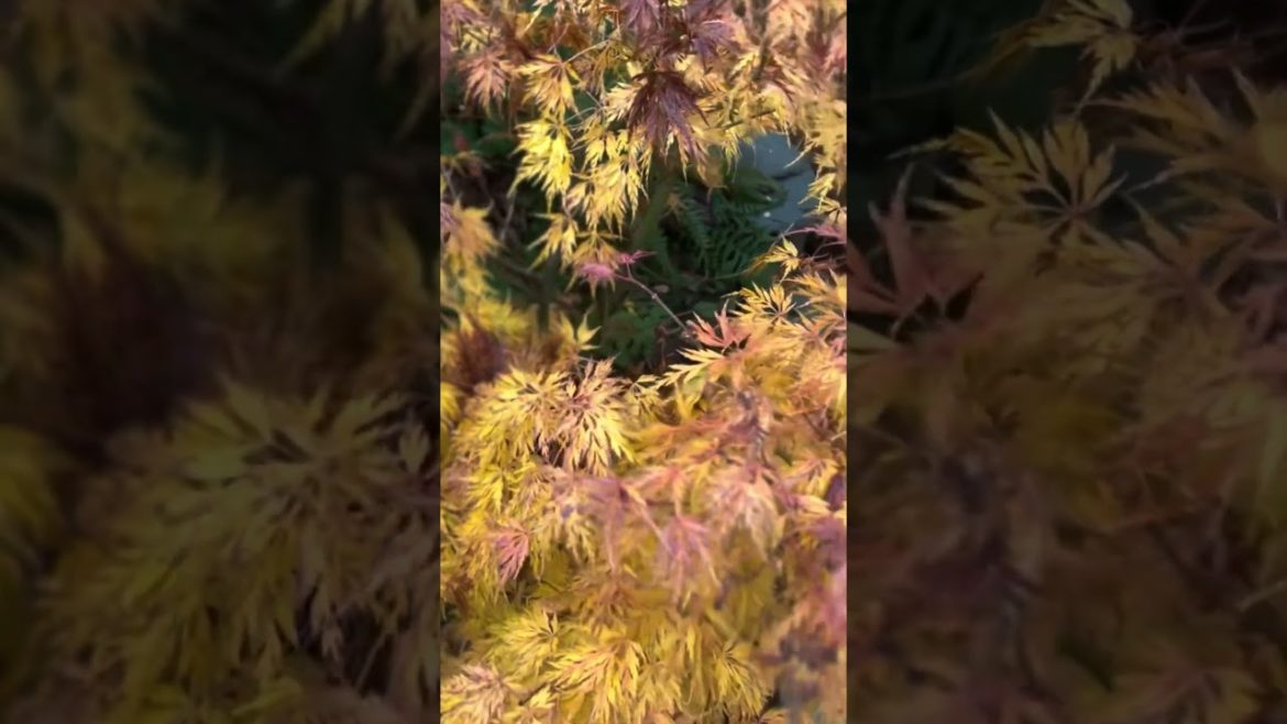 Japanese Maple Seiryu in The Bonsai Garden