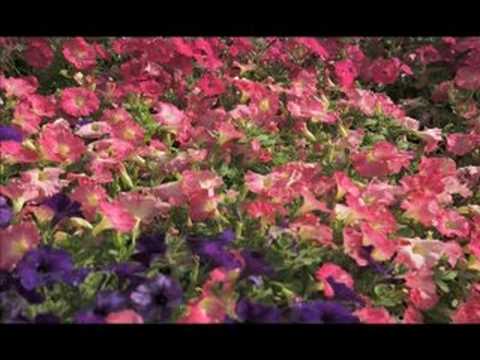 Annual Flowers for Container Gardening Annual Flowers for Container Gardening