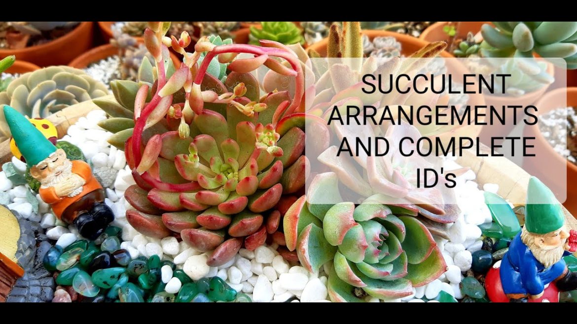 #64 THE NEXT GARDENER SUCCULENT NAMES AND ARRANGEMENTS #64 THE NEXT GARDENER SUCCULENT NAMES AND ARRANGEMENTS