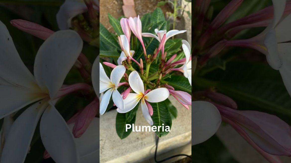 🌺What Flowers Grew in Our Garden in Hawaii?