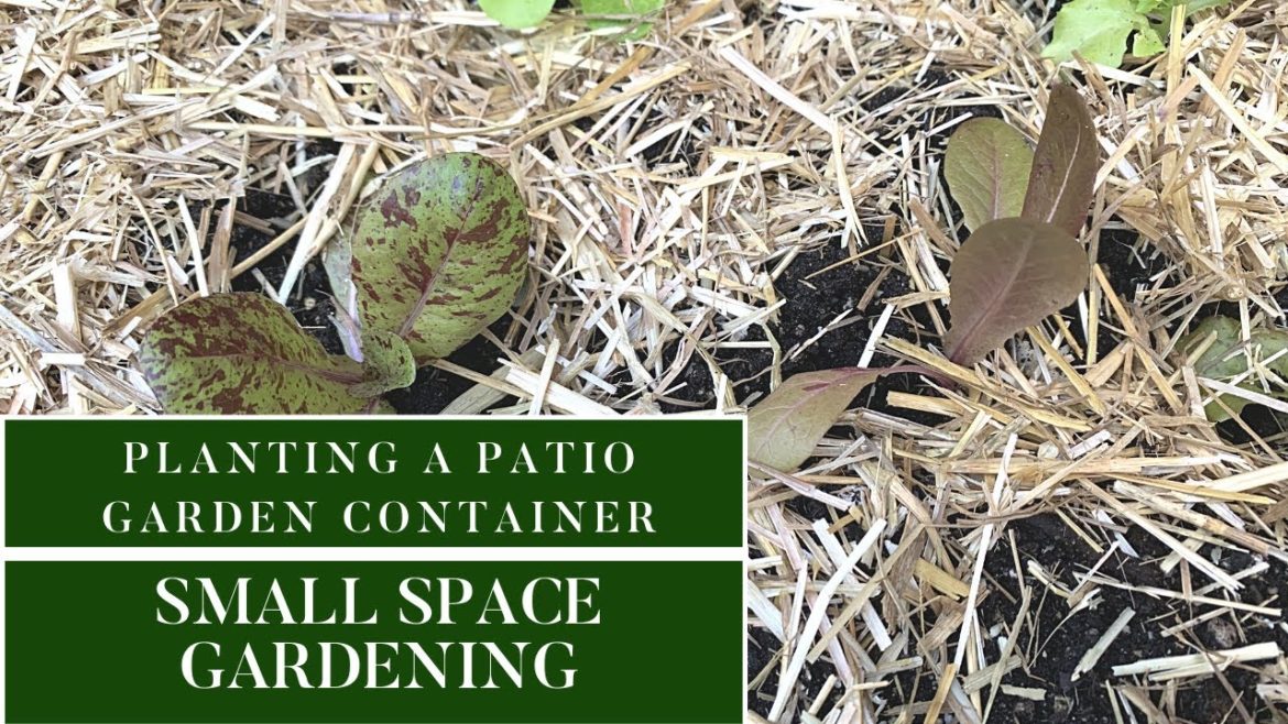 Planting a Patio Garden Container|Easy Container Gardening|Patio Ideas