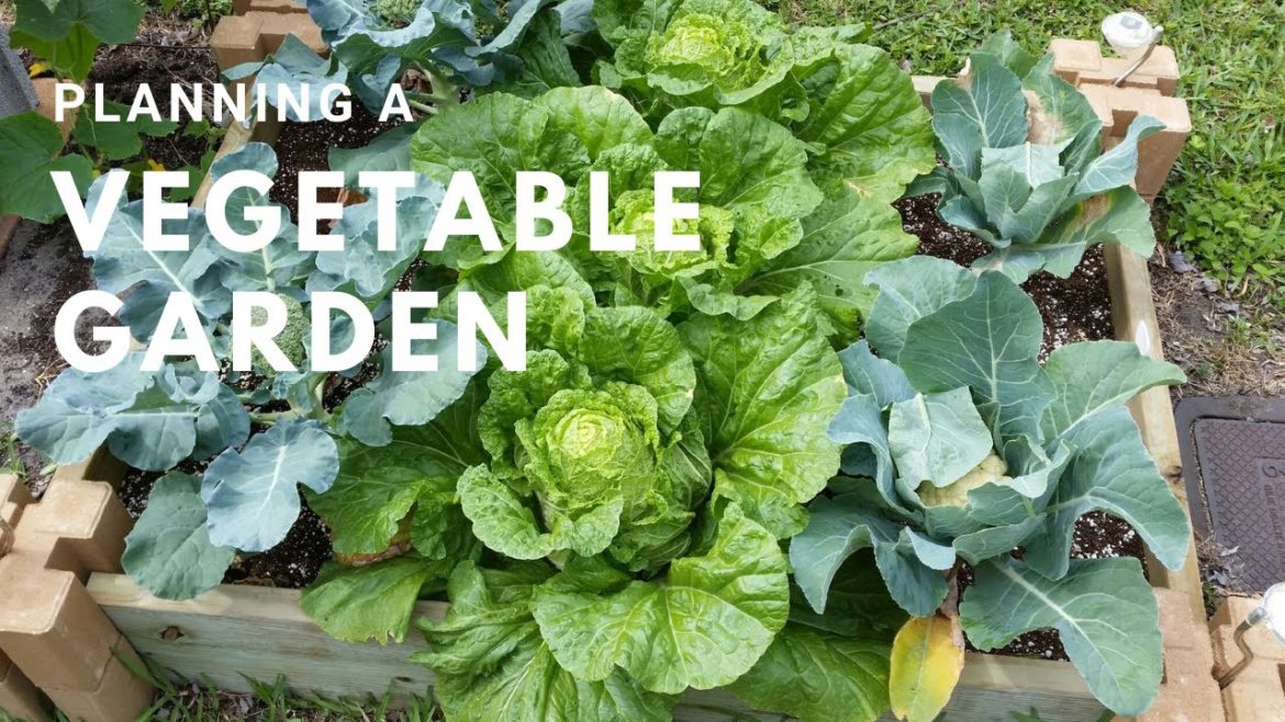 3 Tips for Planning a Vegetable Garden | Zone 11 3 Tips for Planning a Vegetable Garden | Zone 11