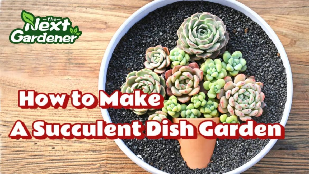 How to Make a Succulent Dish Garden for Beginners | The Next Gardener