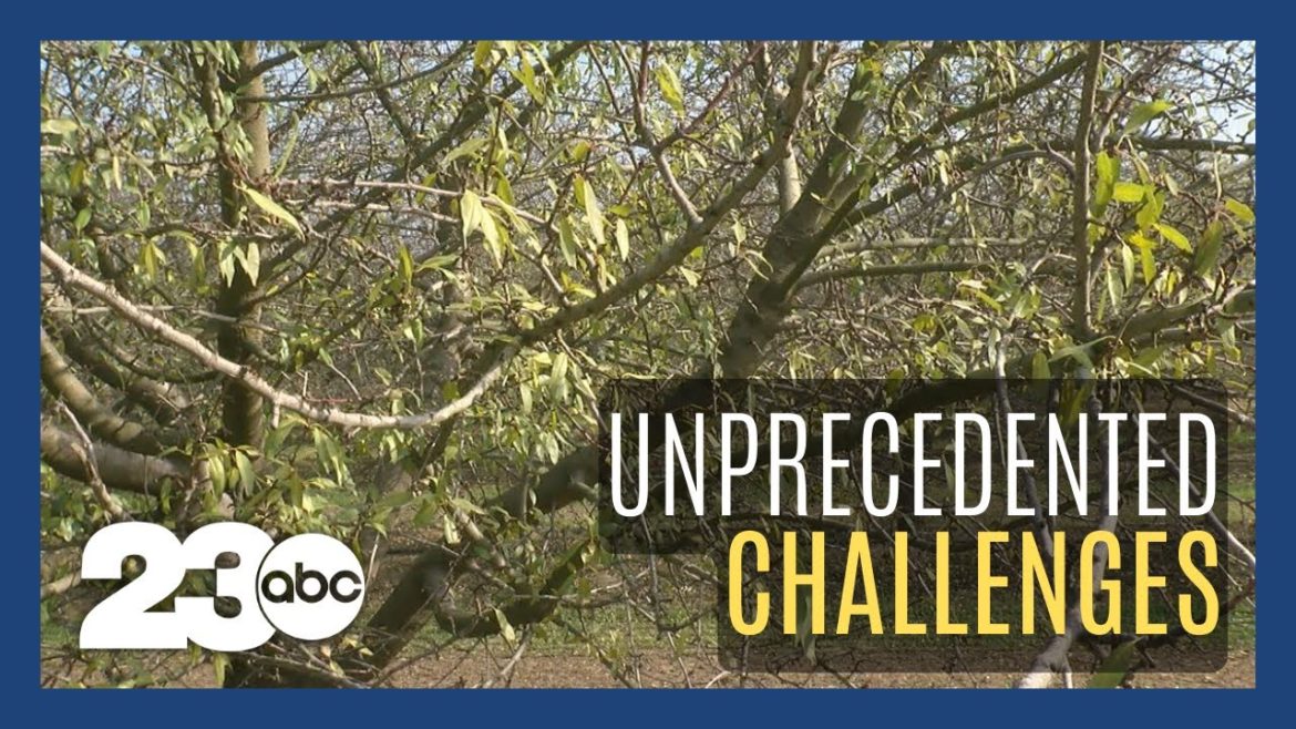 California almond growers face unprecedented challenges California almond growers face unprecedented challenges