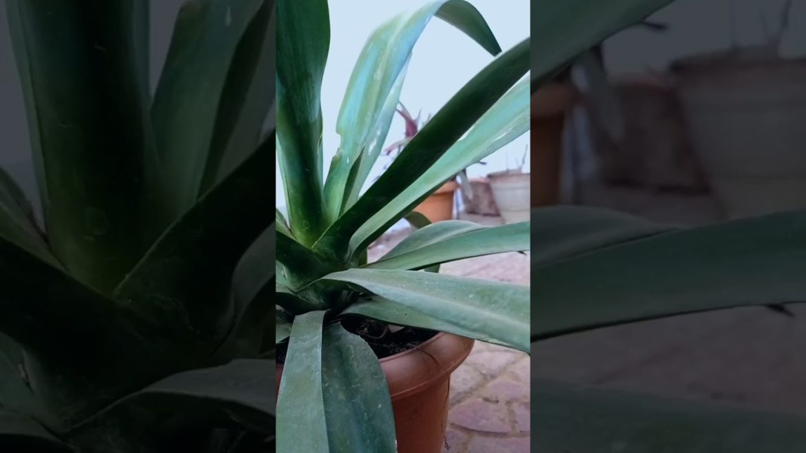 Agave Plant | #shorts Agave Plant | #shorts