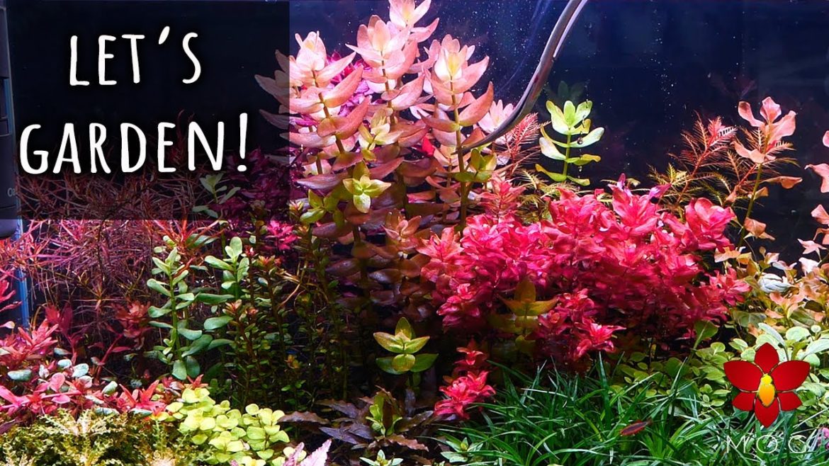 Gardening in my Aquarium – Dutch Aquascape Plant Maintenance & Trimming Gardening in my Aquarium - Dutch Aquascape Plant Maintenance & Trimming