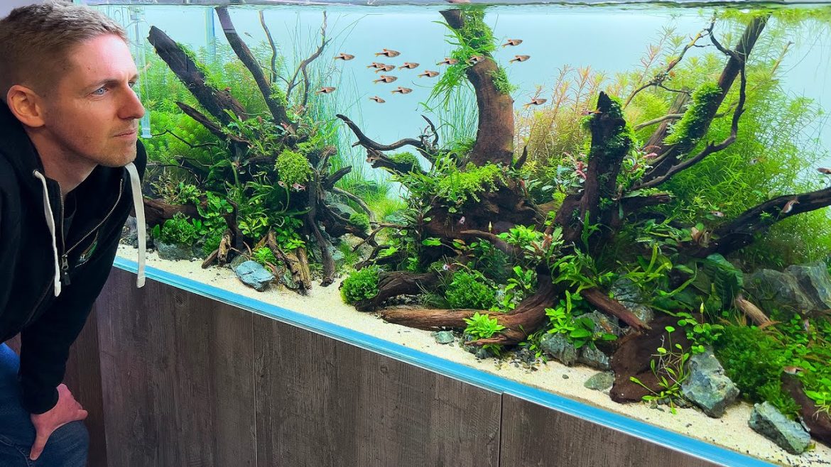 BIGGEST AND BEST AQUASCAPES AT AQUARIUM GARDENS!!